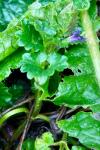 Glechoma hederacea