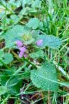Lamium purpureum