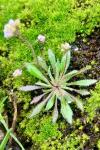 Draba verna