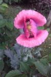 Papaver somniferum