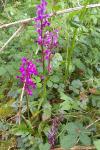Orchis mascula