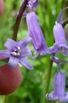 Hyacinthoides non-scripta