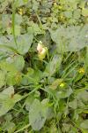 Arum maculatum