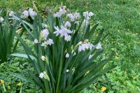 Leucojum aestivum