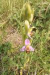 Ophrys apifera