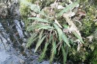 Struthiopteris spicant