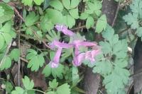 Corydalis solida
