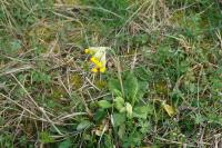 Primula veris