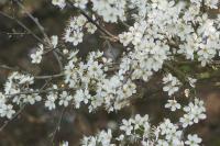 Prunus spinosa