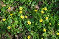 Ficaria verna