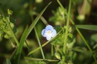 Veronica persica