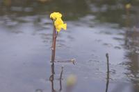 Utricularia