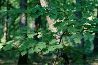 Torminalis glaberrima