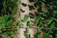 Ulmus