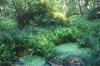 Thelypteris palustris