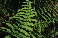 Thelypteris palustris