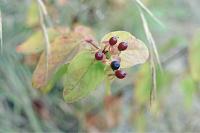 Hypericum androsaemum