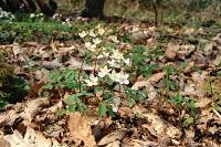 Isopyrum thalictroides