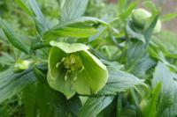 Helleborus viridis