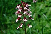 Orchis purpurea