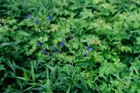 Aegonychon purpurocaeruleum