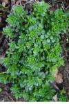 Sedum cepaea