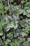 Lamium galeobdolon