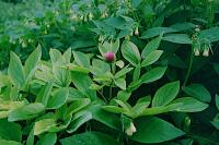 Paeonia