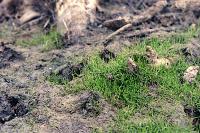 Pilularia globulifera