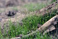 Pilularia globulifera