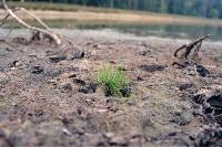 Pilularia globulifera