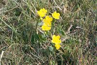 Caltha palustris