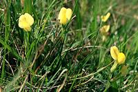 Lotus maritimus