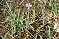 Sisyrinchium