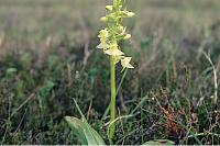 Platanthera bifolia