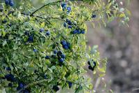 Prunus spinosa