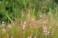 Erica cinerea