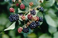 Rubus
