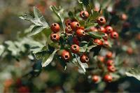 Crataegus