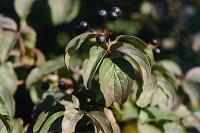 Cornus sanguinea