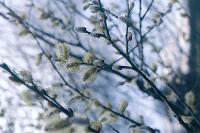 Salix