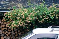 Lonicera