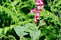 Digitalis purpurea