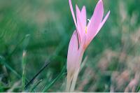 Colchicum autumnale