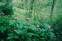 Paeonia