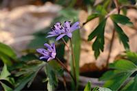 Scilla bifolia