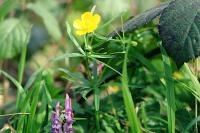 Ranunculus auricomus