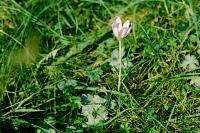 Colchicum autumnale