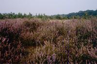 Calluna vulgaris