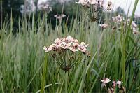 Butomus umbellatus